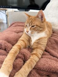 Lost Male Cat last seen E Cedar Ave & S Quantock St, Aurora, CO 80018