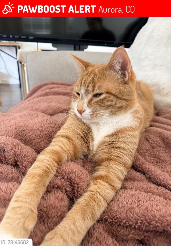 Lost Male Cat last seen E Cedar Ave & S Quantock St, Aurora, CO 80018