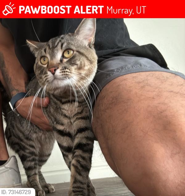 Lost Male Cat last seen Murray, Murray, UT 84107
