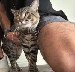 Lost Male Cat last seen Murray, Murray, UT 84107
