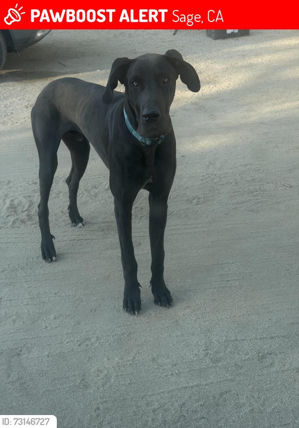 Lost Male Dog last seen Wilson valley road/sage road, Sage, CA 92544