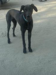 Lost Male Dog last seen Wilson valley road/sage road, Sage, CA 92544