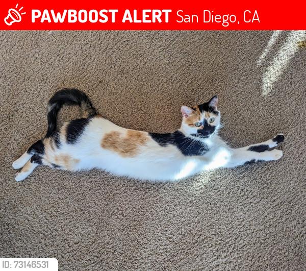Lost Female Cat last seen Canis Ln and Dewsbury, near Westonhill, San Diego, CA 92126