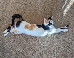 Lost Female Cat last seen Canis Ln and Dewsbury, near Westonhill, San Diego, CA 92126