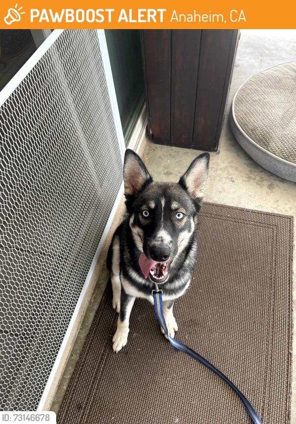 Found/Stray Female Dog last seen S Westchester Dr. & W Faircrest Dr. , Anaheim, CA, Anaheim, CA 92804