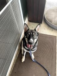 Found/Stray Female Dog last seen S Westchester Dr. & W Faircrest Dr. , Anaheim, CA, Anaheim, CA 92804