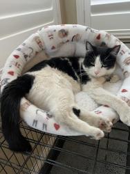 Lost Female Cat last seen Green Valley, Henderson, NV 89012