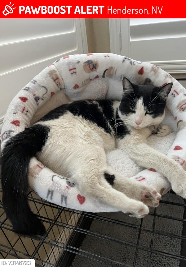 Lost Female Cat last seen Green Valley, Henderson, NV 89012