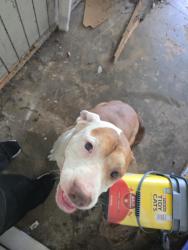 Reunited Female Dog last seen Forest hill road, Macon, GA 31210