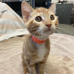 Shelter Stray Female Cat last seen 12th Street, OAKLAND, CA, 94606, 8323 Baldwin St, Oakland, CA 94621, USA