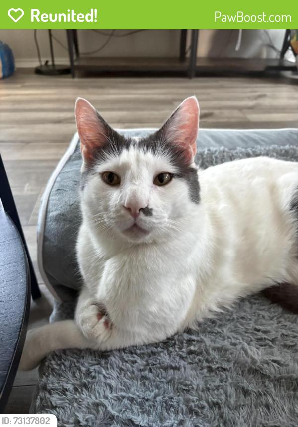 Reunited Male Cat last seen Sidesaddle dr & saddle club dr, Georgetown, TX 78626
