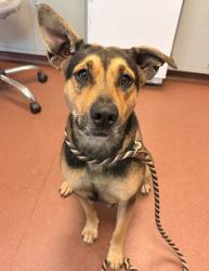 Shelter Stray Female Dog last seen Park Street, SAN LEANDRO, CA, 94577, 8323 Baldwin St, Oakland, CA 94621, USA