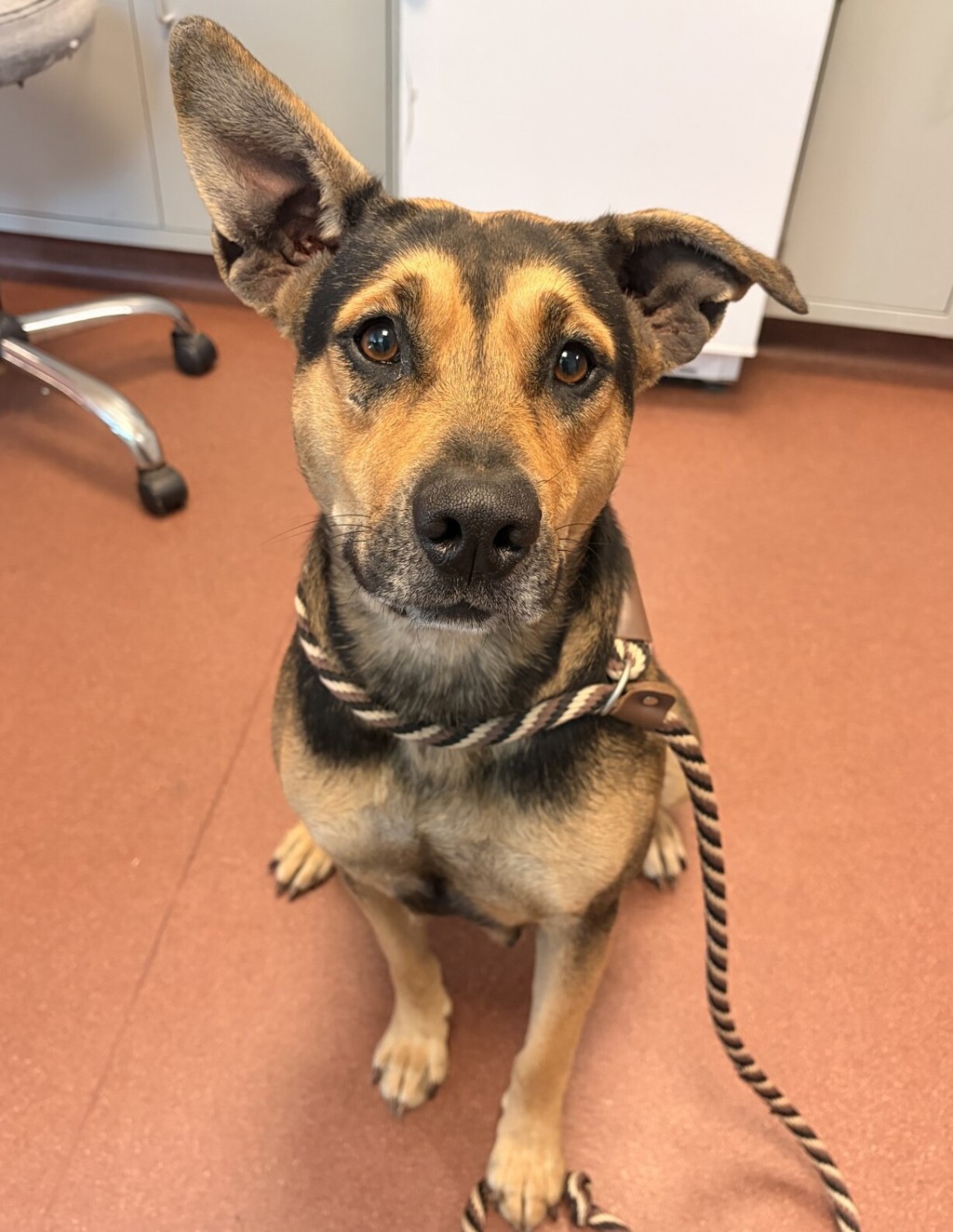 Shelter Stray Female Dog last seen Park Street, SAN LEANDRO, CA, 94577, 8323 Baldwin St, Oakland, CA 94621, USA