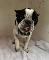 Shelter Stray Male Dog last seen NE 181st and NE Glisan, PORTLAND, OR, 97230, 1700 W Historic Columbia River Hwy, Troutdale, OR 97060, USA
