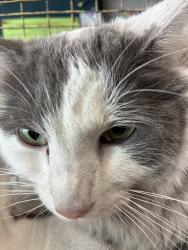 Shelter Stray Male Cat last seen Near W 200 S, SALT LAKE CITY, UT, 84101, 511 W 3900 S, Salt Lake City, UT 84123, USA