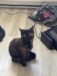 Lost Female Cat last seen Near Dell Range Blvrd, Cheyenne, WY 82009