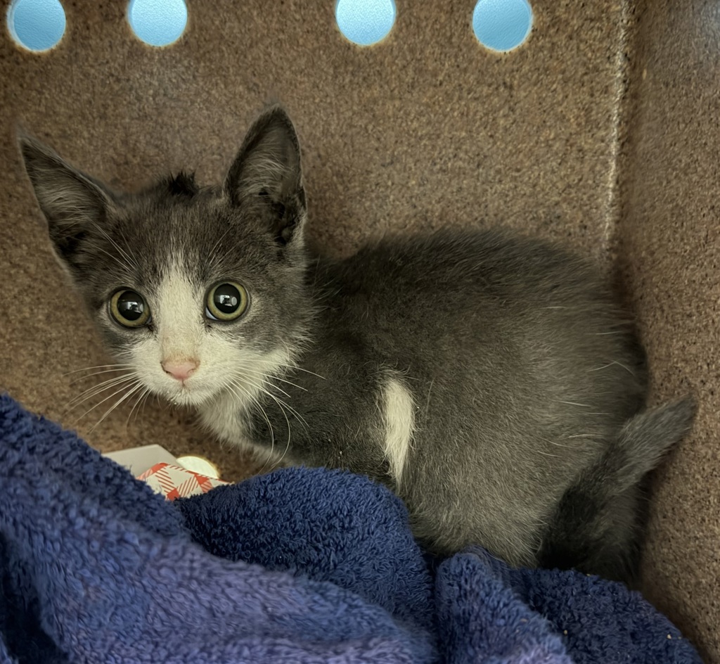 Shelter Stray Male Cat last seen Near Peach, El Cajon, CA, 92021, 5500 Gaines St, San Diego, CA 92110, USA