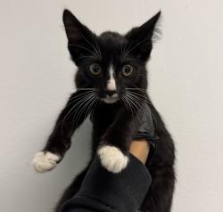 Shelter Stray Male Cat last seen Near Euclid Avenue, San Diego, CA, 92115, 5500 Gaines St, San Diego, CA 92110, USA