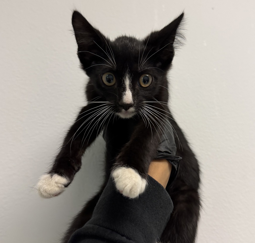 Shelter Stray Male Cat last seen Near Euclid Avenue, San Diego, CA, 92115, 5500 Gaines St, San Diego, CA 92110, USA