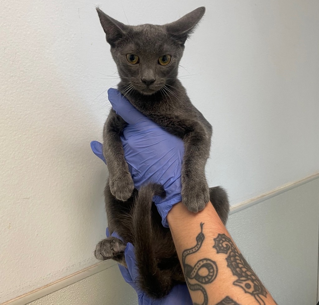 Shelter Stray Female Cat last seen Near G Street, San Diego, CA, 92101, 5500 Gaines St, San Diego, CA 92110, USA
