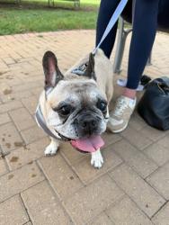 Shelter Stray Female Dog last seen E Ben White Blvd & S Congress Ave, AUSTIN, TX, 78704, 7201 Levander Loop bldg a, Austin, TX 78702, USA