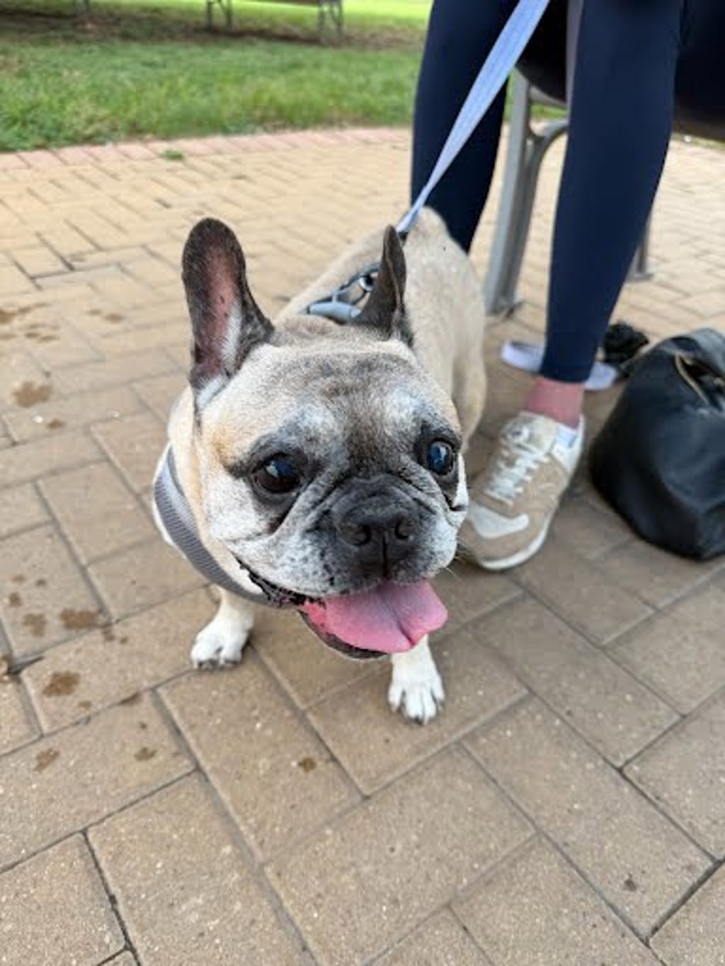 Shelter Stray Female Dog last seen E Ben White Blvd & S Congress Ave, AUSTIN, TX, 78704, 7201 Levander Loop bldg a, Austin, TX 78702, USA