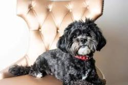 Lost Female Dog last seen Valencia parkway, San Diego, CA 92114