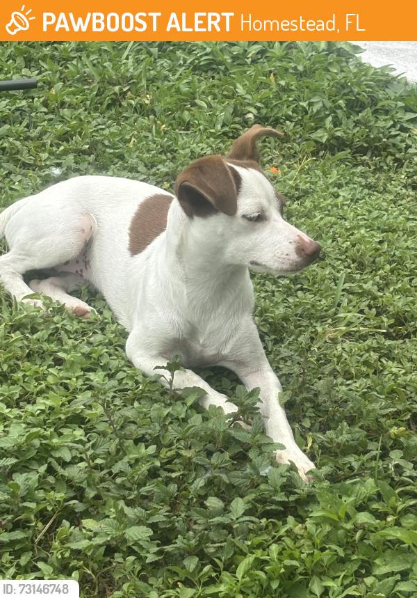 Found/Stray Male Dog last seen No idea, Homestead, FL 33033