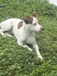 Found/Stray Male Dog last seen No idea, Homestead, FL 33033
