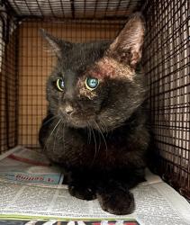 Shelter Stray Unknown Cat last seen Empty Lot, NW Corner of W. 21st. and Guadalupe, AUSTIN, TX, 78705, 7201 Levander Loop bldg a, Austin, TX 78702, USA