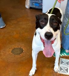 Shelter Stray Female Dog last seen Near Levander Loop, AUSTIN, TX, 78702, 7201 Levander Loop bldg a, Austin, TX 78702, USA