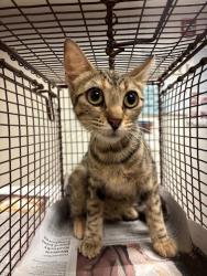 Shelter Stray Female Cat last seen Near Tallow Tree Drive, AUSTIN, TX, 78744, 7201 Levander Loop bldg a, Austin, TX 78702, USA