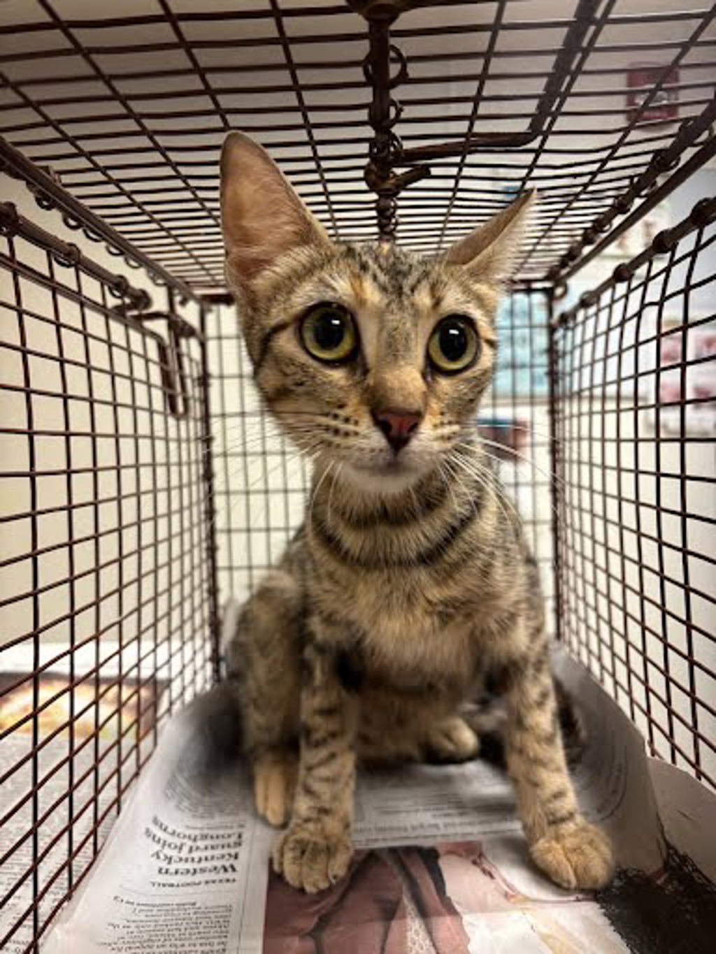 Shelter Stray Female Cat last seen Near Tallow Tree Drive, AUSTIN, TX, 78744, 7201 Levander Loop bldg a, Austin, TX 78702, USA