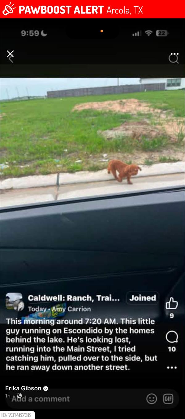 Lost Male Dog last seen Near Elsinore dr, Arcola, TX 77583