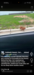 Lost Male Dog last seen Near Elsinore dr, Arcola, TX 77583