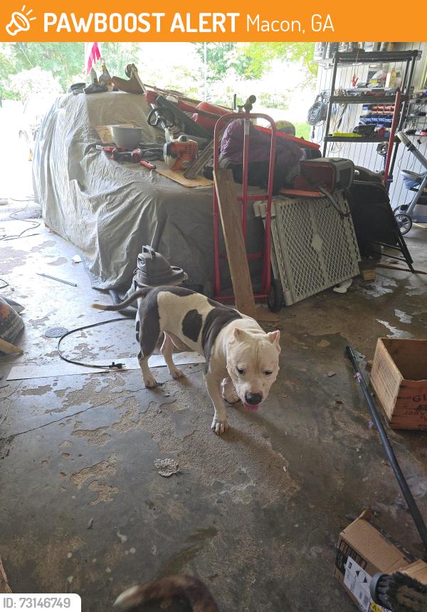 Found/Stray Male Dog last seen Forest hill road, Macon, GA 31210