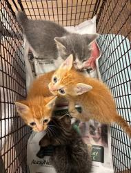 Shelter Stray Male Cat last seen Near Tallow Tree Drive, AUSTIN, TX, 78744, 7201 Levander Loop bldg a, Austin, TX 78702, USA