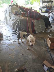 Found/Stray Male Dog last seen Forest hill road, Macon, GA 31210