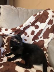 Reunited Male Cat last seen Westbrook Park, Citrus Heights, CA 95621