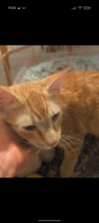 Reunited Male Cat last seen Westside, Rio Rancho, NM 87124
