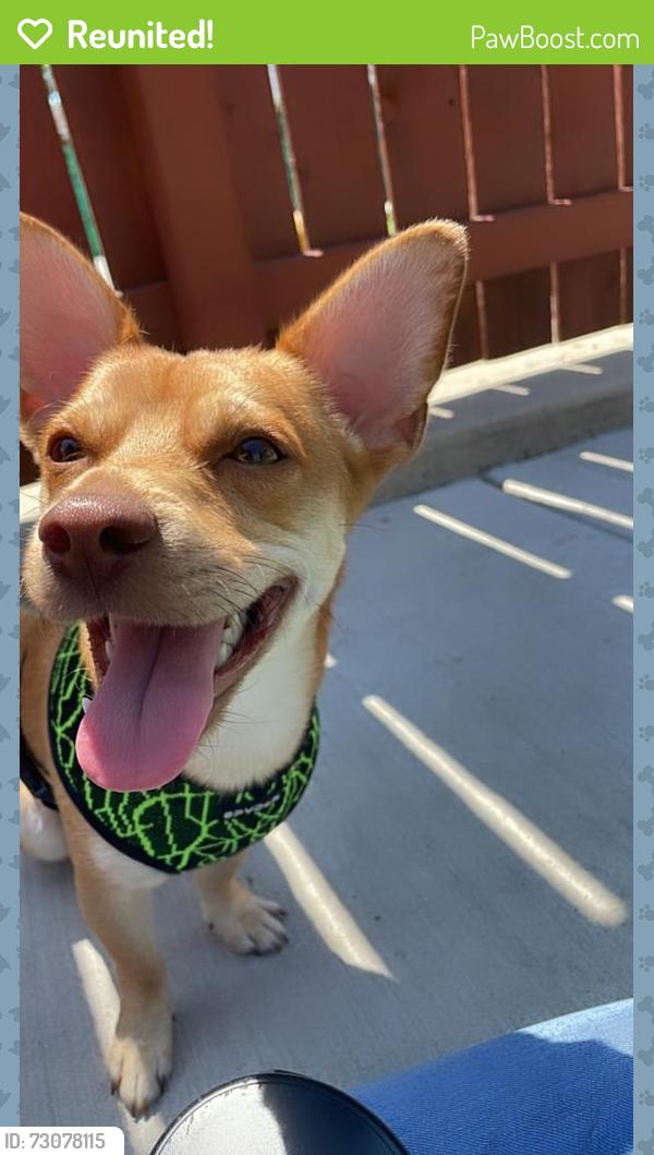 Reunited Male Dog last seen Near & Francisco, Chicago, IL 60629