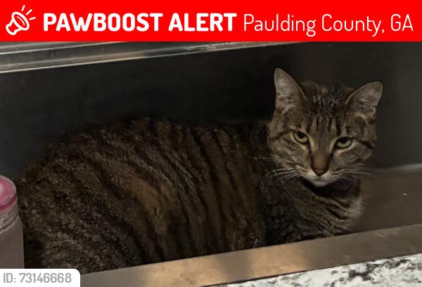 Lost Female Cat last seen Clyde Cole rd Dallas ga, Paulding County, GA 30157