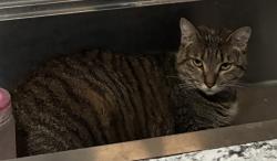 Lost Female Cat last seen Clyde Cole rd Dallas ga, Paulding County, GA 30157