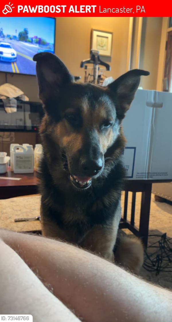 Lost Male Dog last seen Burrows elementary, Lancaster, PA 17602