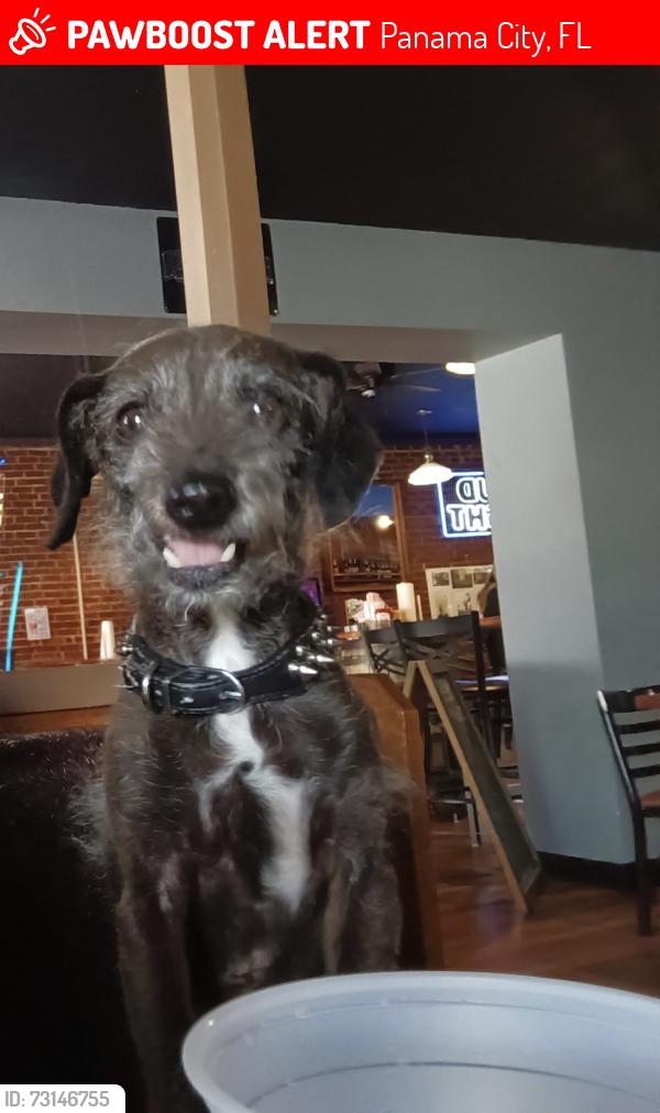 Lost Male Dog last seen Angie circle, Panama City, FL 32404