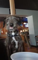 Lost Male Dog last seen Angie circle, Panama City, FL 32404