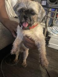 Found/Stray Male Dog last seen 6th St E and Atlantic, Saint Paul, MN 55106