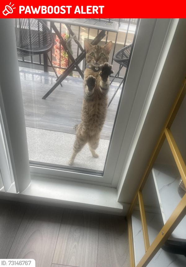 Lost Male Cat last seen Near Furness street area, New Westminster, BC V3M 0M1