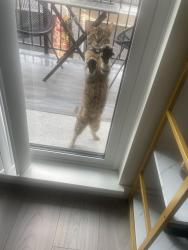Lost Male Cat last seen Near Furness street area, New Westminster, BC V3M 0M1