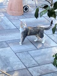Found/Stray Unknown Cat last seen Quito Road, closest main road is Pollard, Los Gatos, CA 95032